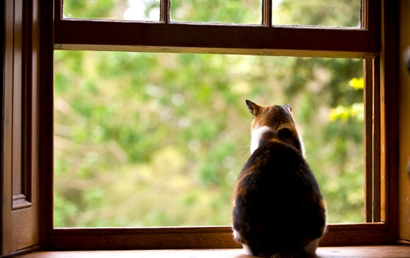 cat-in-window-modernize.com