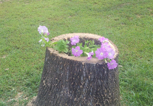 flower-stump-add-mulch