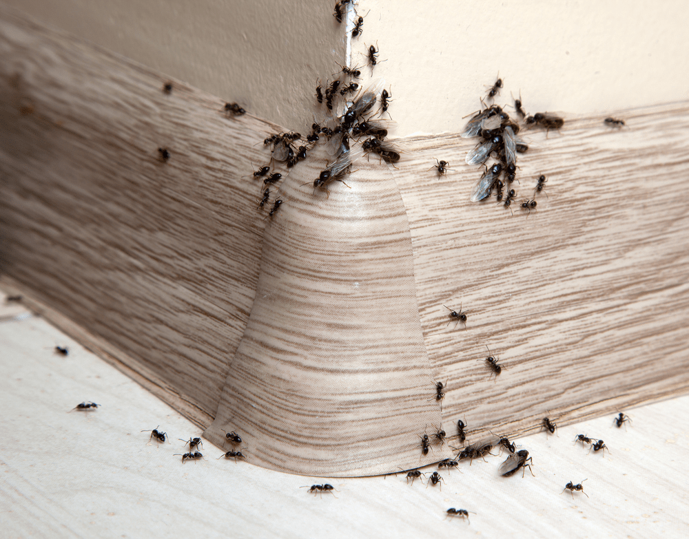 Natural Tips On How To Get Rid Of Ants From Your Home