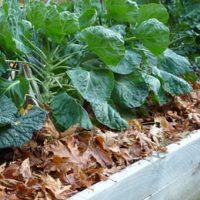 leaf-mulch